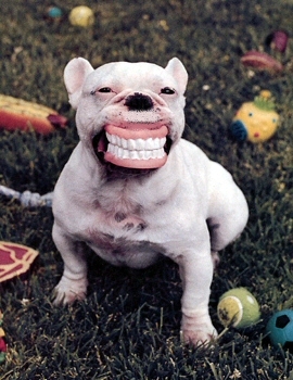 smilingdog1